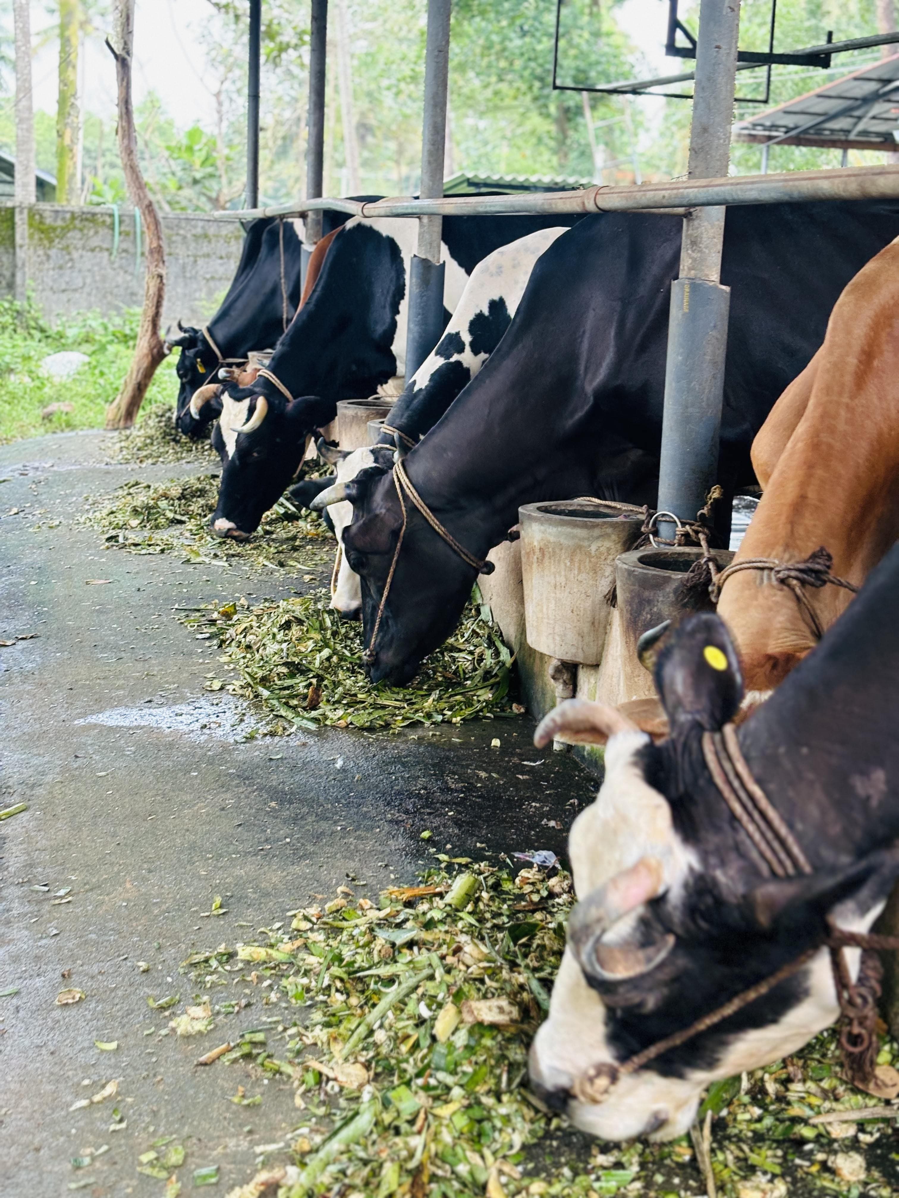 Sunandhini Natural Products 2